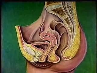 Feminino anatomia do trato reprodutivo