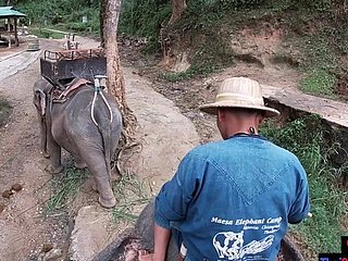 Elefant, der almost Thailand mit Teenager reitet